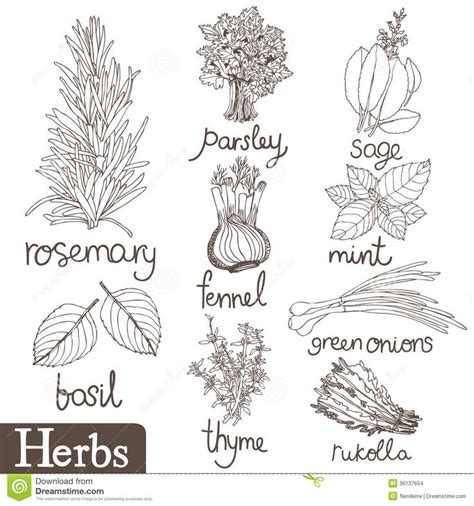 Culinary Herbs Set Herbs Illustration Herbs Image Drawings