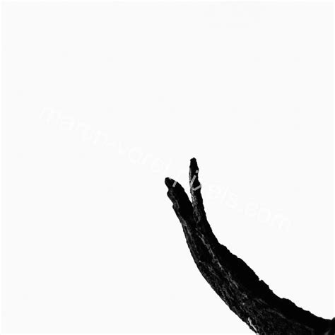 Tree Bark Silhouette - Minimalist Art Print | Martin Vorel Photography