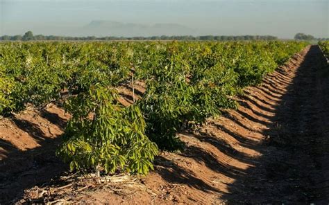 Comunidades Yaquis De Sonora Incursionan Con La Siembra De Aguacate En