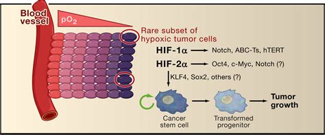 Hypoxia Inducible Factors Stem Cells And Cancer Cell