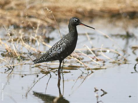 Spotted Redshank | KuwaitBirds.org