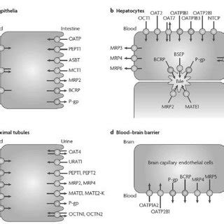 Transporters Present In Plasma Membrane Of Intestinal Epithelia