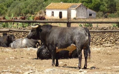 El Toro De Lidia Bull Watch Cadiz