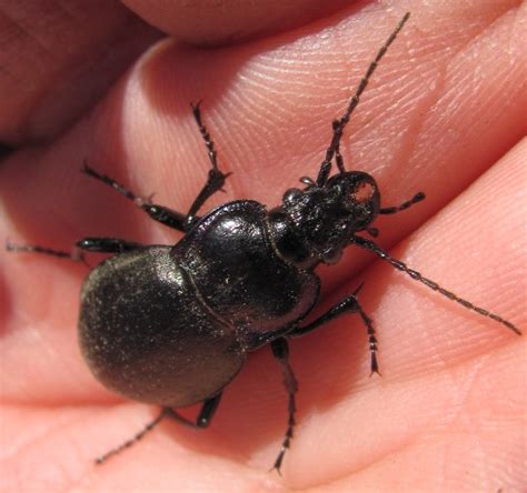 Ground Beetle Carabus Nemoralis Bugguide Net