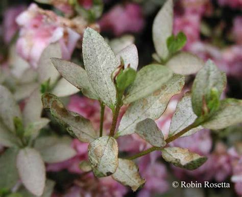 azalea_lace_bug_damage_azalea_1.jpg | College of Agricultural Sciences