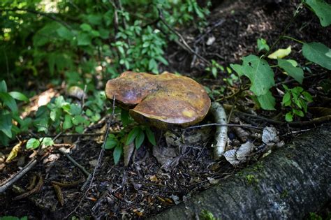 Pilze Wald Pflanzen Kostenloses Foto Auf Pixabay Pixabay