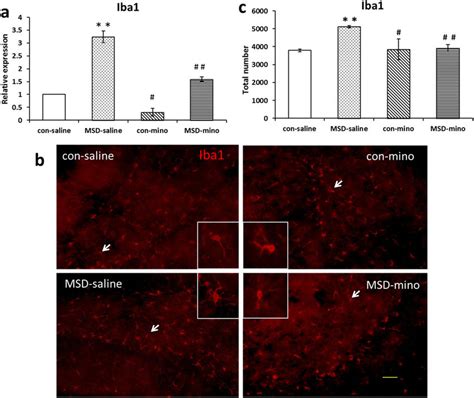 Minocycline Treatment Reduced Microglia Activation Caused By Msd In