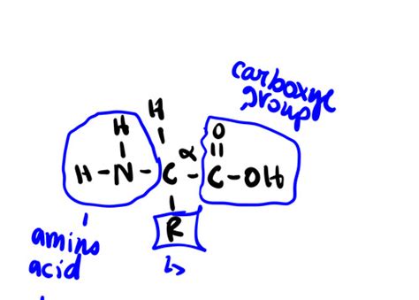 Amino Acids And Protein Structure Flashcards Quizlet