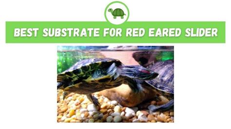 Best Substrate For Red Eared Slider - TurtleHolic