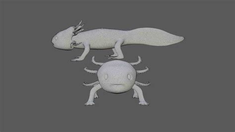 Axolotl 3d model Rigged and Low Poly - Team 3d Yard