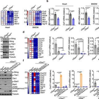 Cgas Drives Sting Signaling To Maintain A Basal State Of Immune