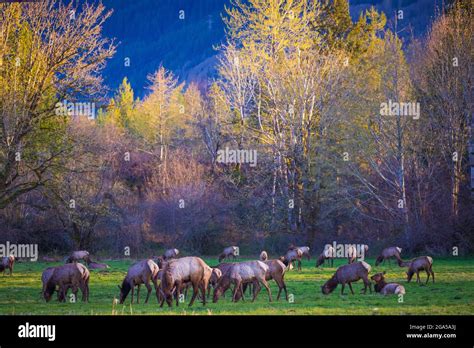 Elk herd in North Bend, Washington Stock Photo - Alamy