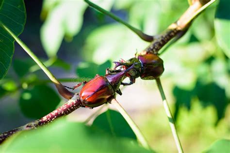 216 Male Fighting Beetle Rhinoceros Beetle Tree Stock Photos - Free & Royalty-Free Stock Photos ...