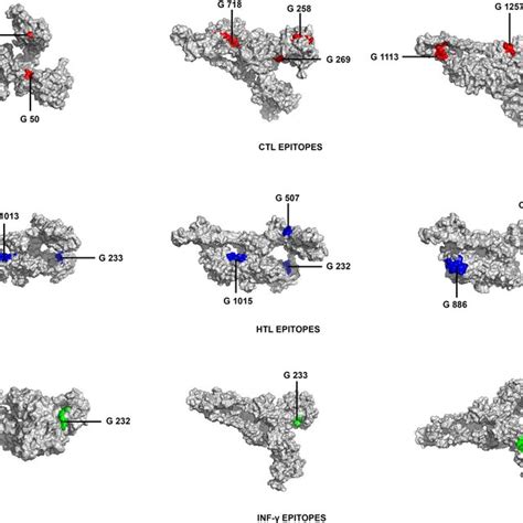 Tertiary Structure Of The Spike Protein With Ctl Epitopes Marked By Red