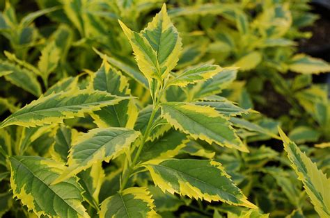 Duranta Erecta Gold Edge