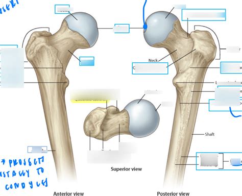 Femur Osteology Diagram Quizlet