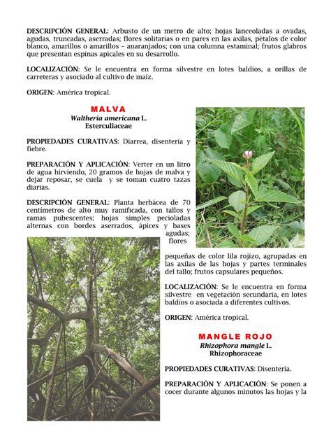 Plantas Medicinales De Tabasco By Alejandrocortes Issuu