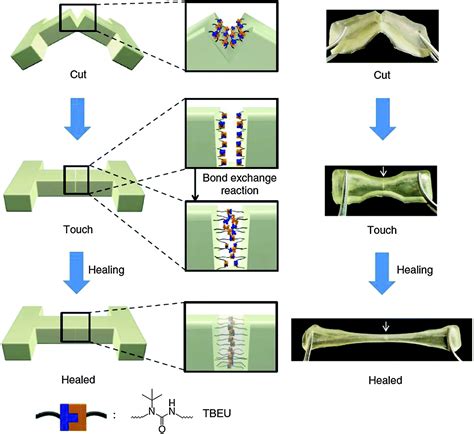 Dynamers Dynamic Polymers As Self Healing Materials Chemical Society