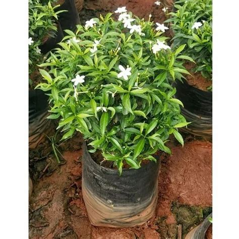 Well Watered Jasminum Crape Jasmine Garden Plant, Spring at Rs 32/piece ...