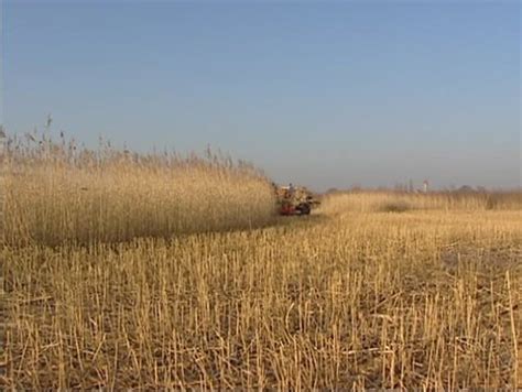 15 Reed Harvesting Tractor Stock Video Footage - 4K and HD Video Clips ...