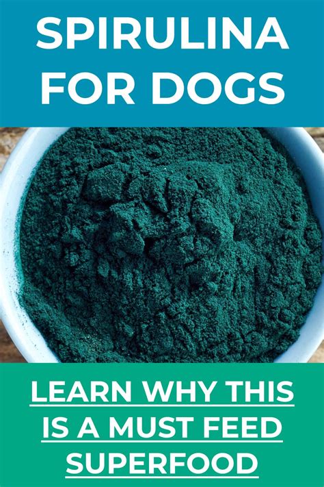 Spirulina For Dogs - 5 Health Benefits and How To Give Spirulina For Dogs