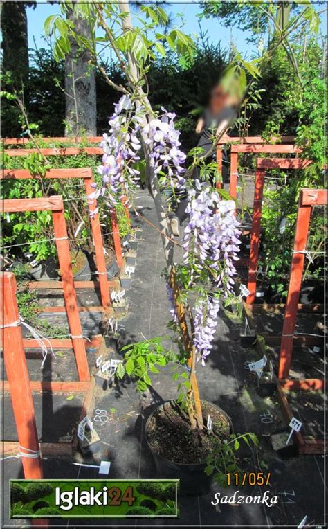 Wisteria Sinensis Prolific Glicynia Chi Ska Prolific Jasnofioletowe