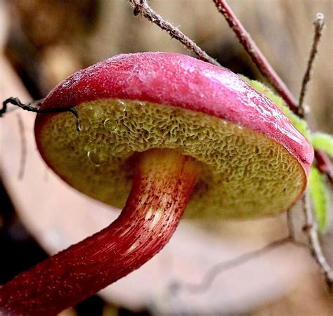 Boletellus Obscurecoccineus Rhubarb Bolete Nature Makes Some Insane