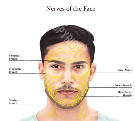 Male Nerves Of The Face Botox And Filler Injector Aesthetic Practice