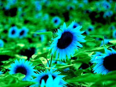 40 Rare Blue dwarf Sunflower Seeds - Other Plants, Seeds & Bulbs