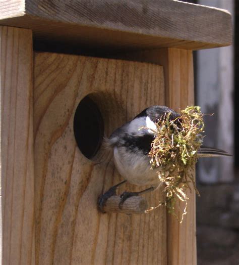 Nestcam Pix Sialis Org Info On Bluebirds Other Small Cavity Nesters