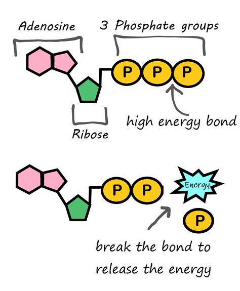 3 7 Nucleic Acids Human Biology