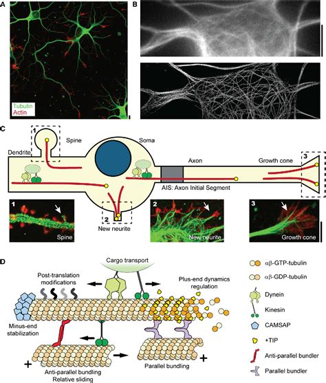 Figure 1 from Building the Neuronal Microtubule Cytoskeleton | Semantic Scholar