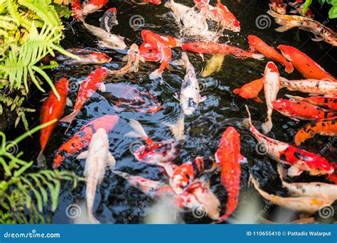 Colorful Fancy Carp Fish Or Koi Fish Are Swimming Stock Photo Image