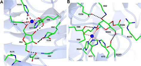 Frontiers Biochemical And Structural Characterisation Of A Novel D