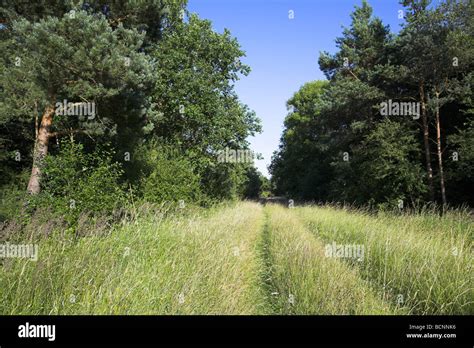 Wide Woodland Ride At Whitecross Green Wood In Buckinghamshire In July