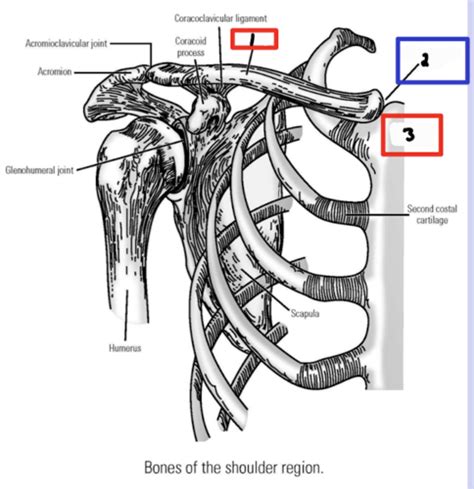 Ch 23 Bones Of The Upper Limb Flashcards Quizlet