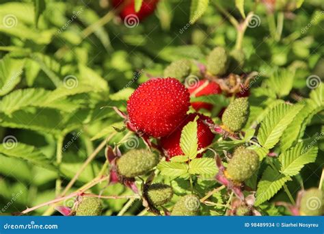 Framboise De Roseleaf Ou Hybride De Rosifolius De Rubus De Framboise Et