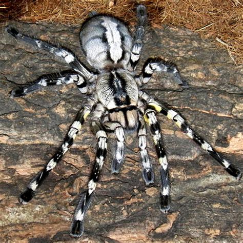 Indian Ornamental Tarantula 5 Inch Female