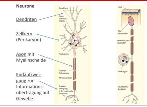 Nervensystem Grundlagen Karteikarten Quizlet