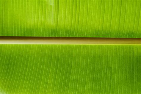 Daun Pisang [] Wallpaper Hd Pxfuel