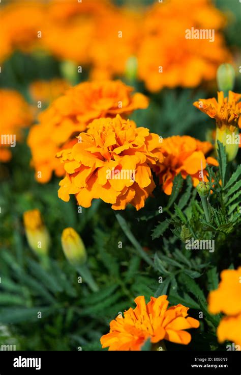 Marigold Hi Res Stock Photography And Images Alamy