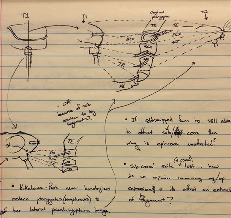 Can a beetle with 12 extra wings help explore the evolutionary origin ...