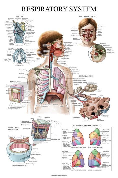 Snapklik 16 Pack Anatomical Posters Laminated Muscular