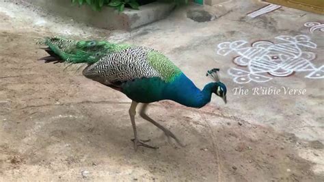 Peacock Walking Around Youtube