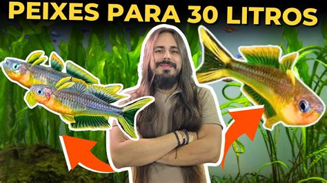 PEIXES PARA AQUÁRIO DE 30 LITROS Mr Betta YouTube