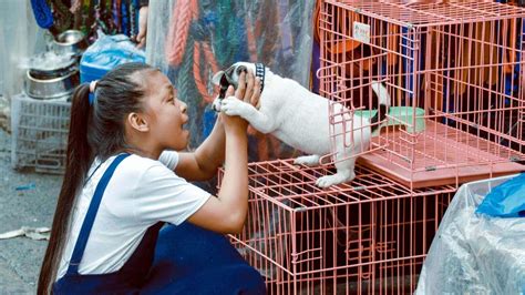 Alesp Aprova Lei Que Pro Be A Venda De Animais Em Pet Shops E Sites