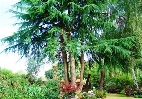 Cedar Trees How To Grow Cedars Uk Garden Centre