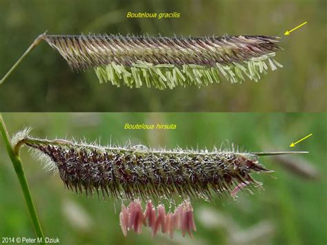 Bouteloua Hirsuta Hairy Grama Minnesota Wildflowers