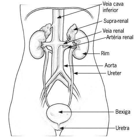 Urinario Aparato Excretor Harnsystem Coloring Dibujos Urinaria Urinary