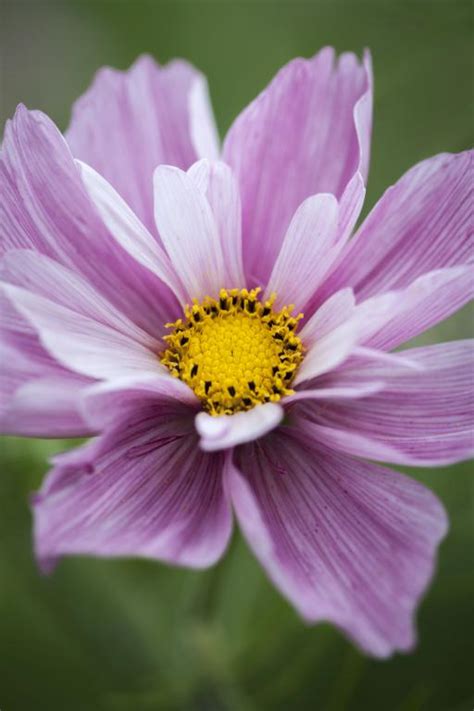 Cosmos Bipinnatus Rosetta Seeds £225 From Chiltern Seeds Chiltern